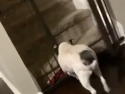 Обиделась на хозяина: собака демонстративно хлопнула дверью