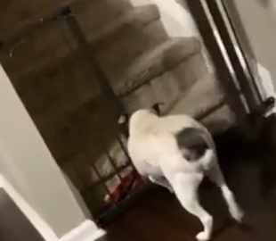 Обиделась на хозяина: собака демонстративно хлопнула дверью