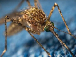 Експерти розповіли, чим людину можуть інфікувати комарі