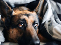 «Зима буде важкою»: Шмигаль порадив, що населенню необхідно закупити до настання холодів