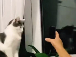 Общение хозяина с котом, которого он не хотел, рассмешило Сеть