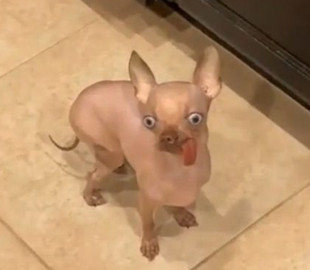 Лысый «чихухуа» покорил соцсети