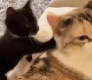 Вредный котенок напал на маму и получил мгновенный ответ