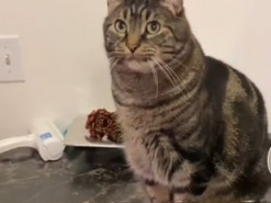 Кот показал, как нужно выбрать правильную питьевую воду