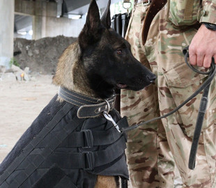 Розвідниця Жасмін: в ГУР показали фото наймолодшої чотирилапої колеги