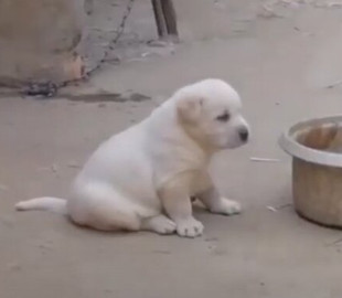 Пес повторил крик петуха и стал звездой сети