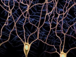 Геймеры помогают ученым исследовать головной мозг и открывать новые типы нейронов