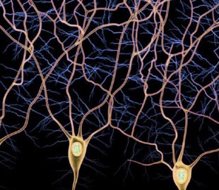 Геймеры помогают ученым исследовать головной мозг и открывать новые типы нейронов