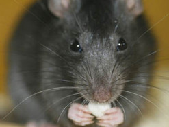 Крысы лишили Эстонию государственного интернета