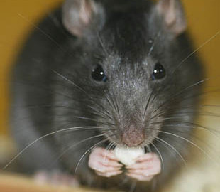 Крысы лишили Эстонию государственного интернета