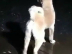 Забавный «пулеметный» лай собаки попал на видео и рассмешил Сеть