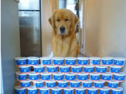 Пес стал звездой сети из-за невероятных прыжков