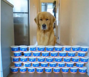 Пес стал звездой сети из-за невероятных прыжков