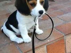 Украинцы начали массово сдавать собак в аренду из-за карантина