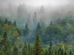 У російському селі не вдалося мобілізувати чоловіків, бо вони пішли в ліс