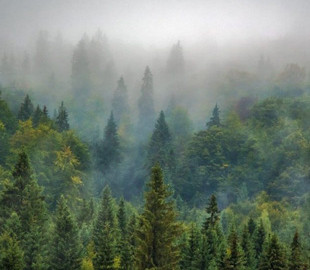 У російському селі не вдалося мобілізувати чоловіків, бо вони пішли в ліс