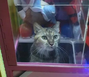 Сінгапурський кіт розсмішив Інтернет, забравшись в автомат з іграшками