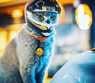 Кот-байкер стал новой звездой TikTok