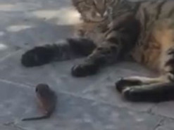 Мережі насмішила велелюбна кішка, що потоваришувала з пійманою мишкою