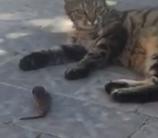 Мережі насмішила велелюбна кішка, що потоваришувала з пійманою мишкою