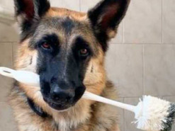 Сеть покорила овчарка, помогающая выполнять домашнюю работу