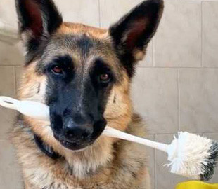 Сеть покорила овчарка, помогающая выполнять домашнюю работу