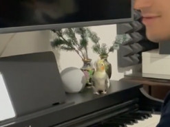 Музыкальный дуэт играющего на пианино парня и поющего попугайчика покорил Сеть