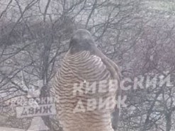 У Києві помітили хижака, який заглядає у вікна в пошуках їжі