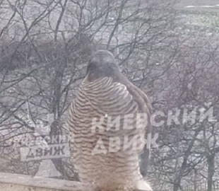 У Києві помітили хижака, який заглядає у вікна в пошуках їжі