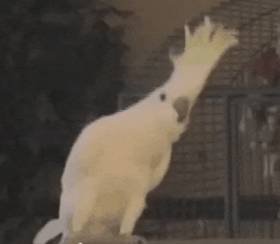 Звезда YouTube попугай Снежок реально танцует - ученые