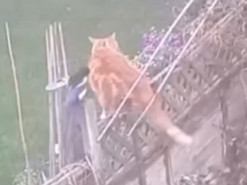 Две весёлые сороки решили поиздеваться над отдыхающим на заборе котом