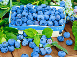 OLX-мошенники продали несуществующий грузовик голубики за 190 тыс. грн