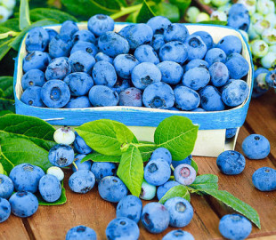 OLX-мошенники продали несуществующий грузовик голубики за 190 тыс. грн