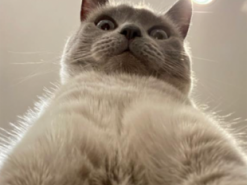 «Вот это номер!»: Кот сделал селфи и стал знаменит