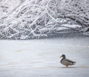 У соцмережах небайдужі кияни закликають підтримати водоплавних птахів у період морозів та хуртовин