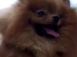 В сети смеются над реакцией собаки, которой насыпали в миску всего два кусочка корма