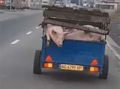 На Закарпатье фермер потерял свинью на дороге. Момент попал на видео