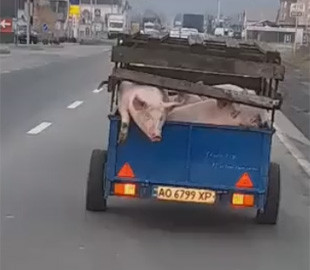 На Закарпатье фермер потерял свинью на дороге. Момент попал на видео