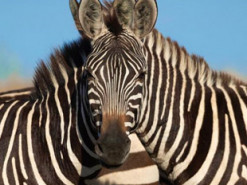 Оптическая иллюзия на фото с зебрами разделила интернет