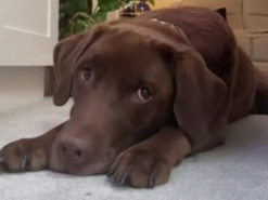 Король баланса: необычные и забавные трюки пса сделали его интернет-звездой