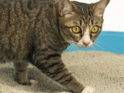 Як прибрати запах із котячого лотка: несподіване рішення