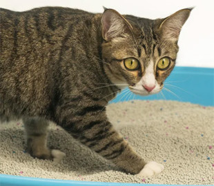 Як прибрати запах із котячого лотка: несподіване рішення