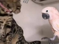 Попугай подразнил кота и попал на видео