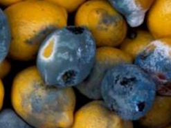 Подорожчання продуктів і злидні в РФ: населенню на державному рівні дозволять їсти зіпсовані продукти