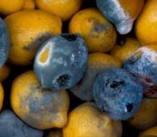 Подорожчання продуктів і злидні в РФ: населенню на державному рівні дозволять їсти зіпсовані продукти