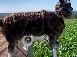 В Японии для отпугивания медведей установили робота-пугало