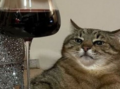 Чилачава: Кот Степан оказался умнее украинских блогеров: время фитоняш уходит в прошлое