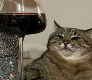 Чилачава: Кот Степан оказался умнее украинских блогеров: время фитоняш уходит в прошлое