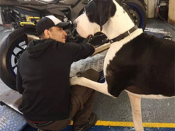 Сеть рассмешила собака, похожая на корову