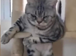 Упитанный кот застрял в домике и заставил Сеть хохотать